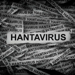 L'insidia silenziosa dei mari: il caso dell'Hantavirus sulla MV Hondius
